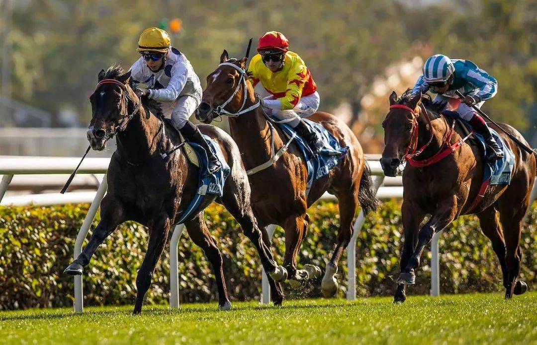 世界马匹最新排名出炉，谁是第一？