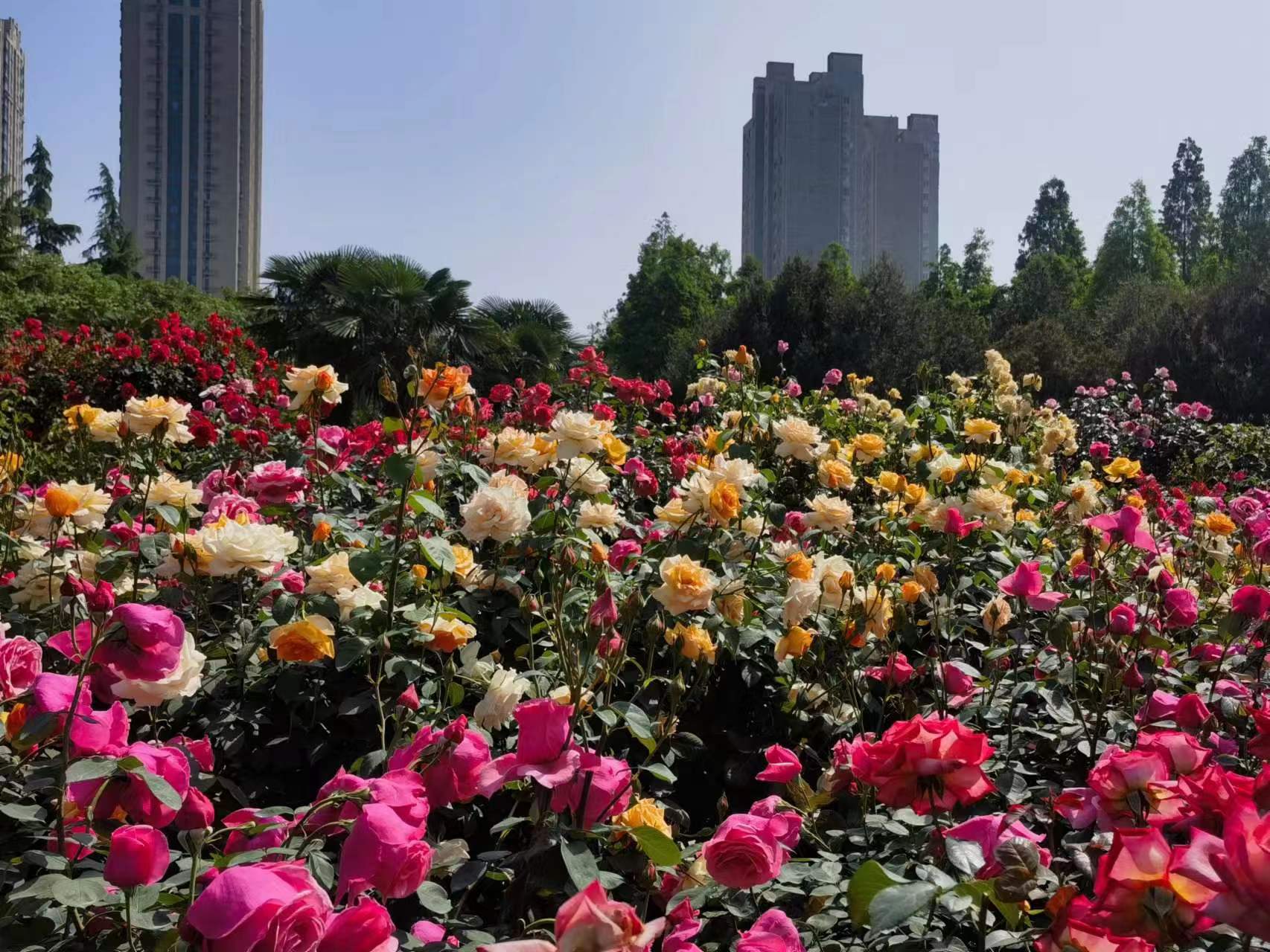 带你赏最美的月季公园,漫步京城邂逅初夏的月季花海