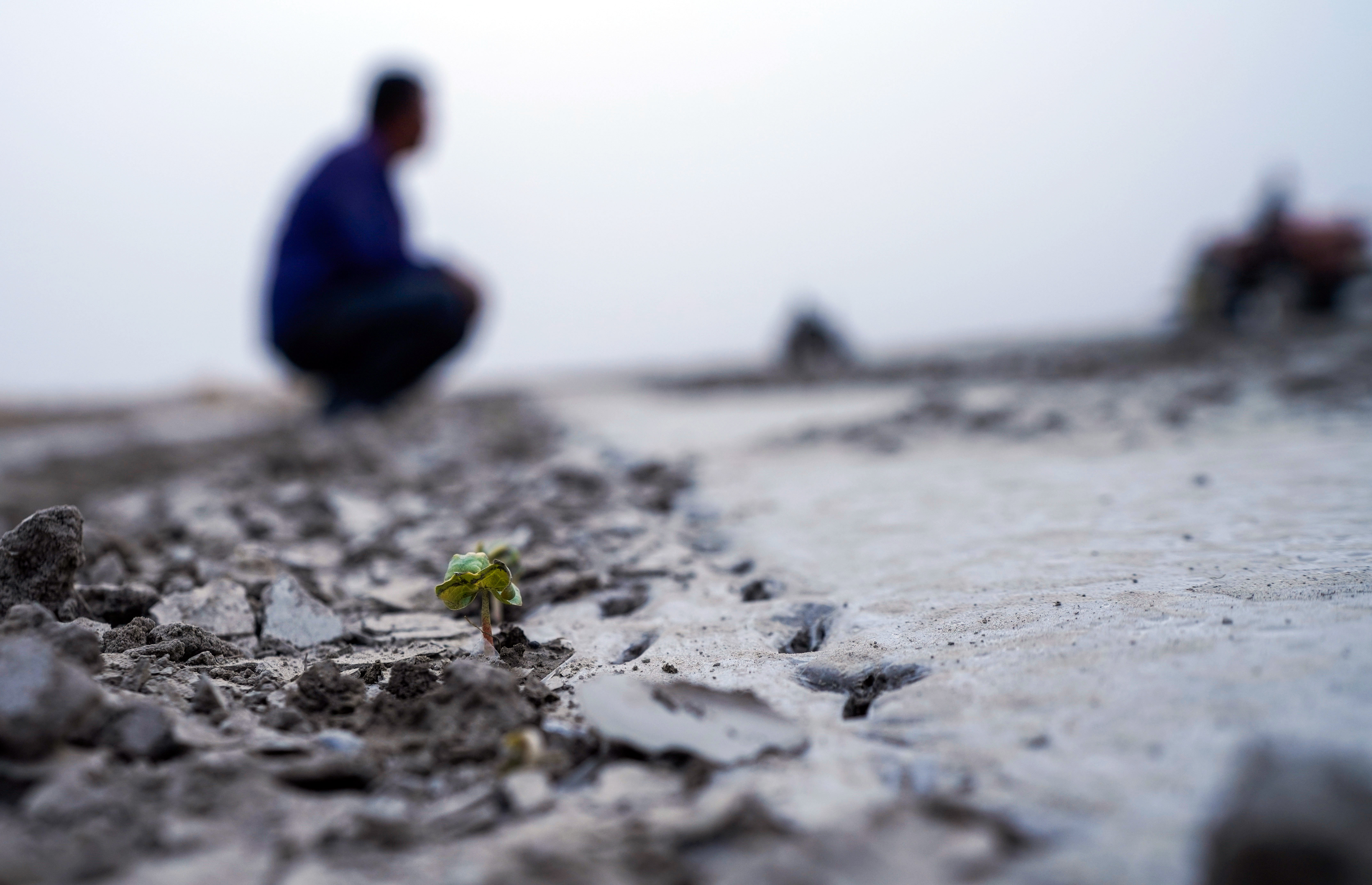 棉花本来的颜色,社会四季的变化