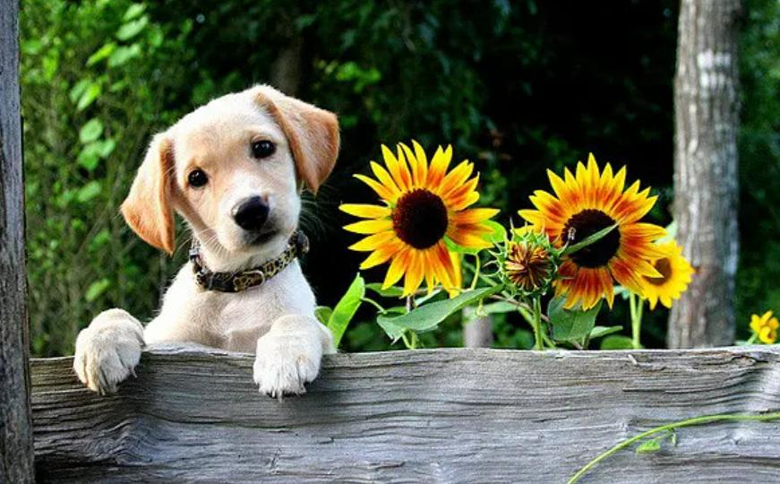 犬类准养证网上可以办理吗,养犬登记证怎么办理流程