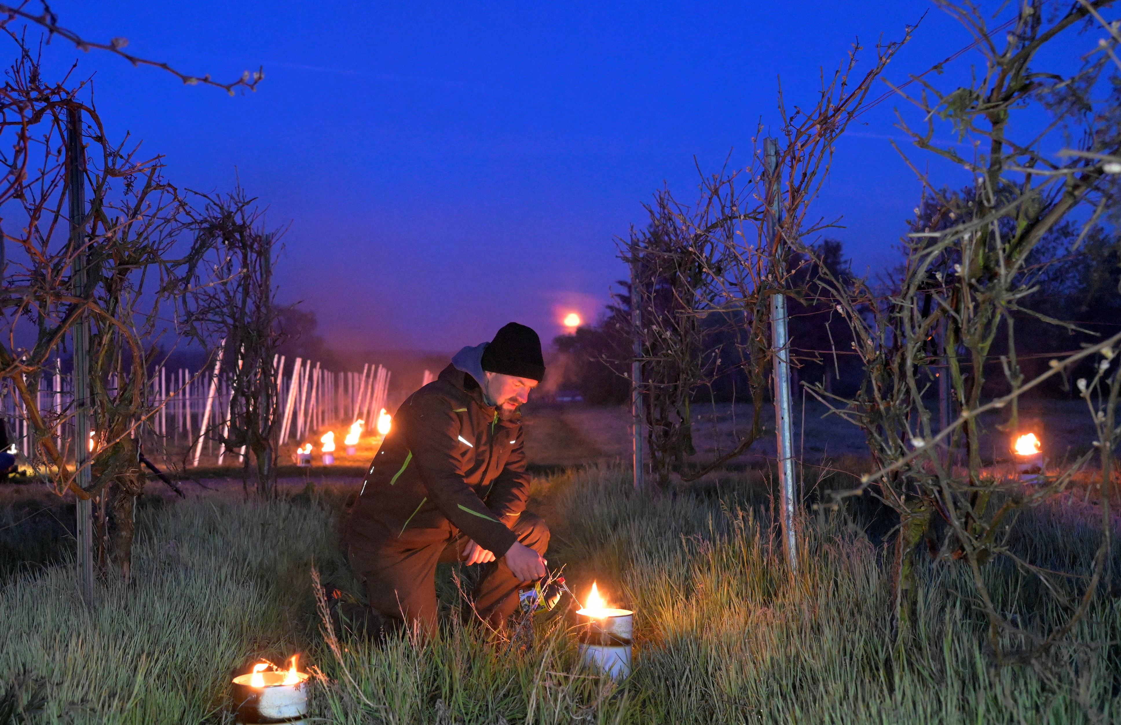 国外的葡萄树冬天保暖吗,外代一线新西兰