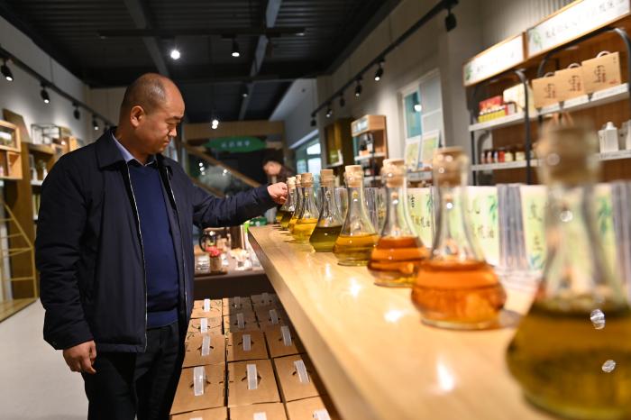 东西问丨赵海云:从地中海“远嫁”而来的油橄榄,如何适应“东方水土”?