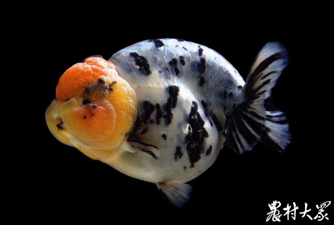 兰寿金鱼一年生几窝,一条兰寿金鱼长大全过程