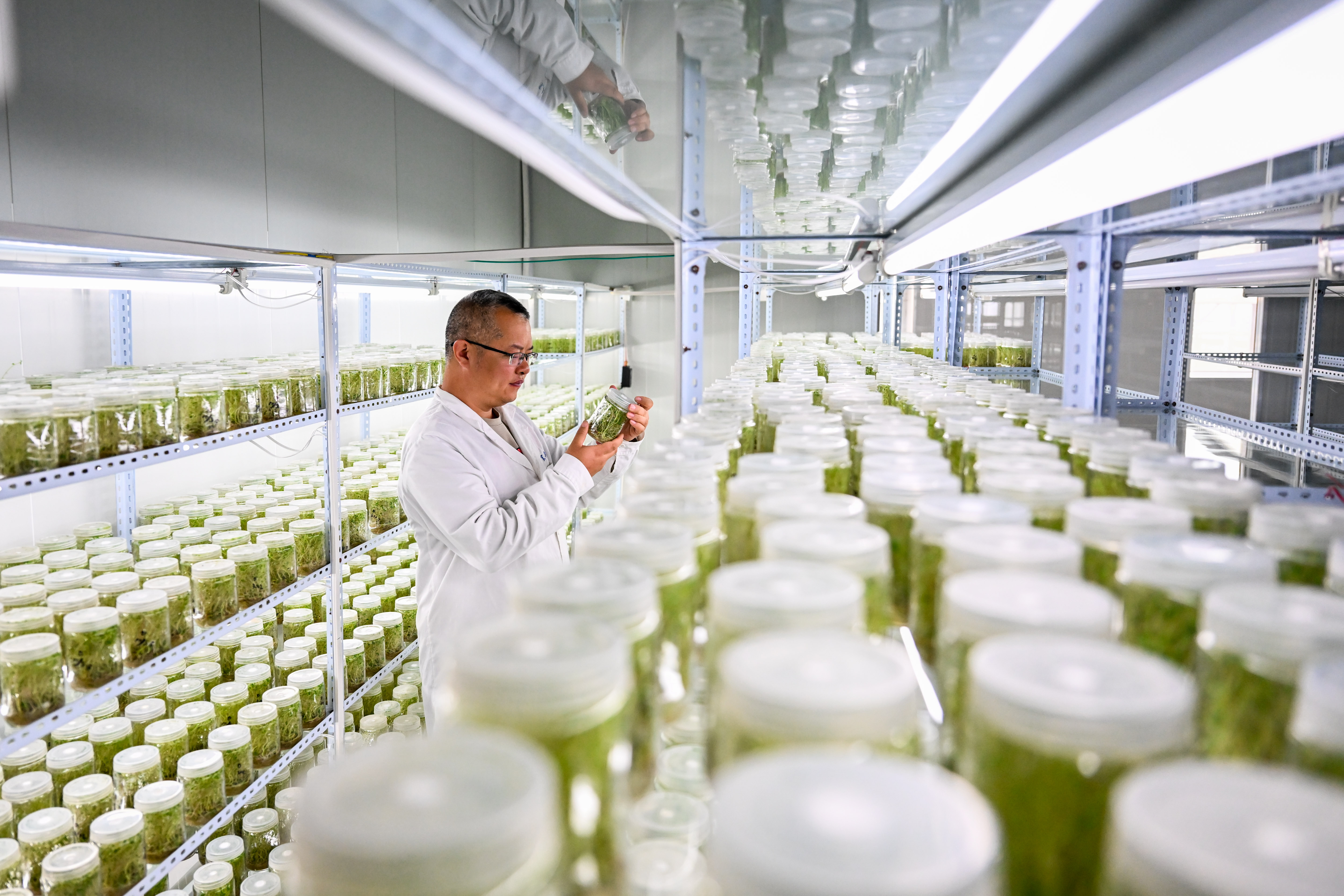 马铃薯脱毒苗生产的主要环节,试述马铃薯脱毒苗生产的主要环节