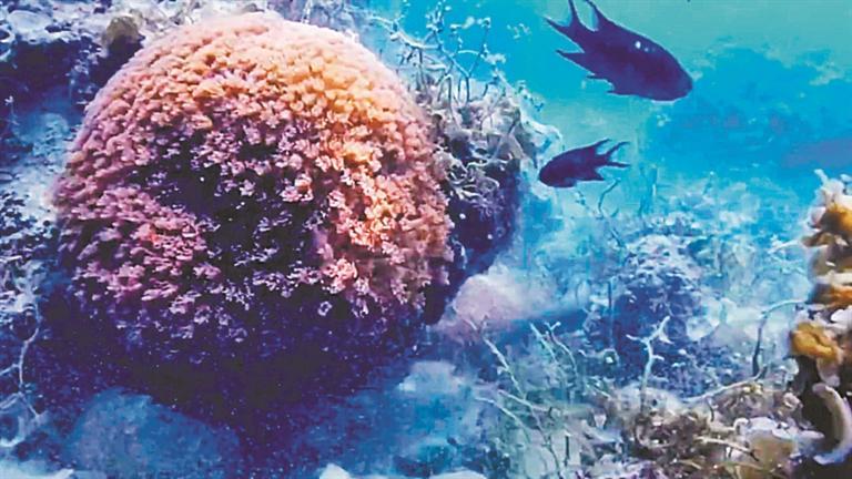 全国首档全年不间断海底慢直播栏目上线，深圳海底“十二时辰”收获海量关注