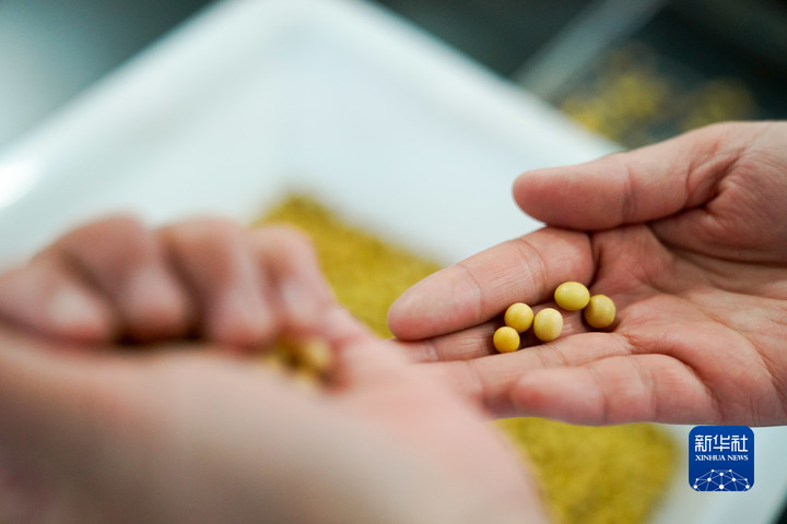 卖种子如何跟农户合作共赢,好种子好技术才有好收成