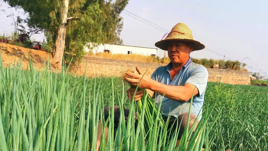 种植20亩小葱能挣多少钱,15亩大棚蔬菜一年能挣多少钱