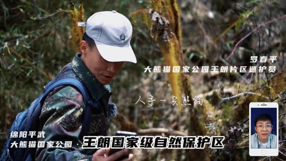 直播大熊猫节目,直播大熊猫