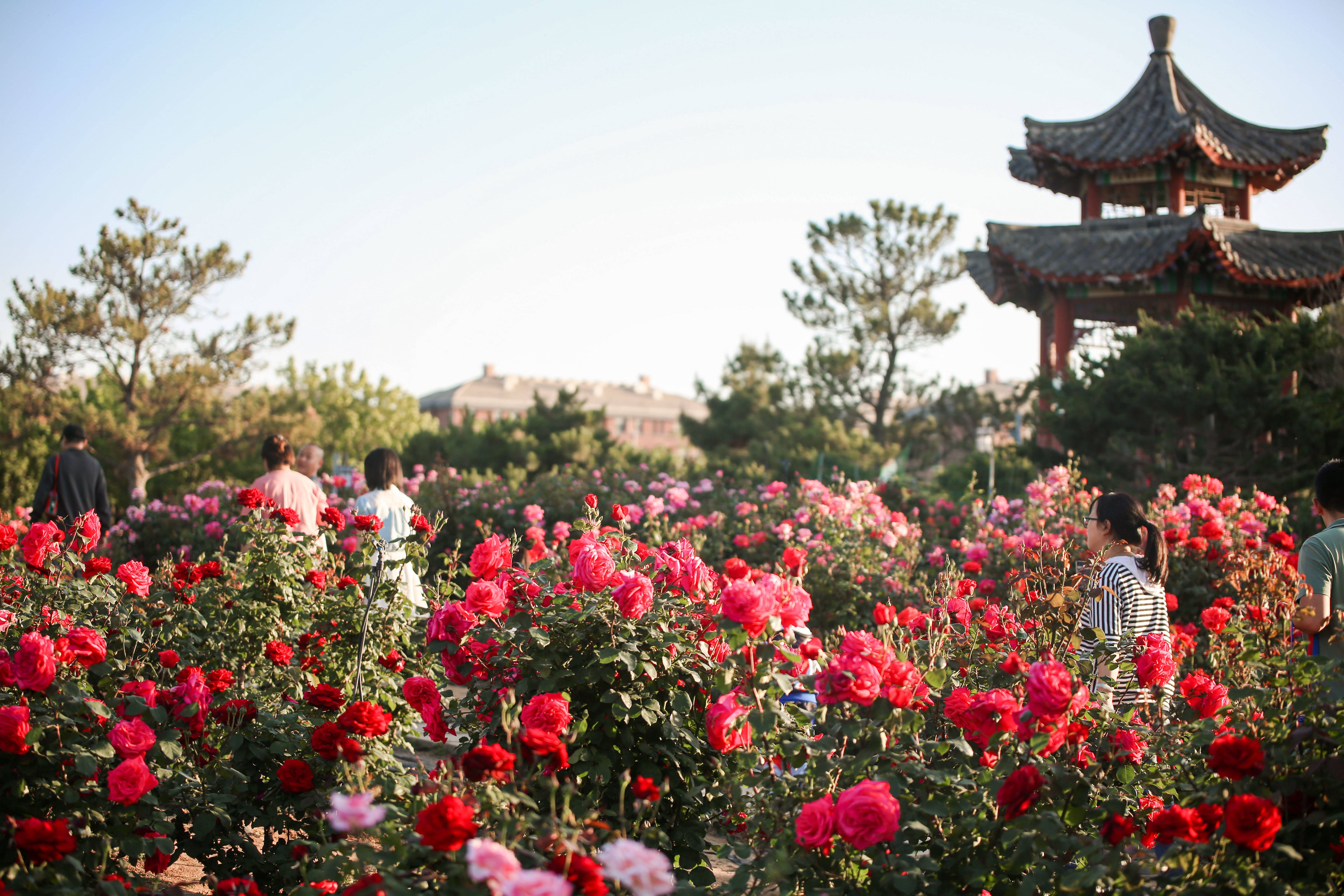 烟台日报全媒体平台,烟台日报全媒体中心