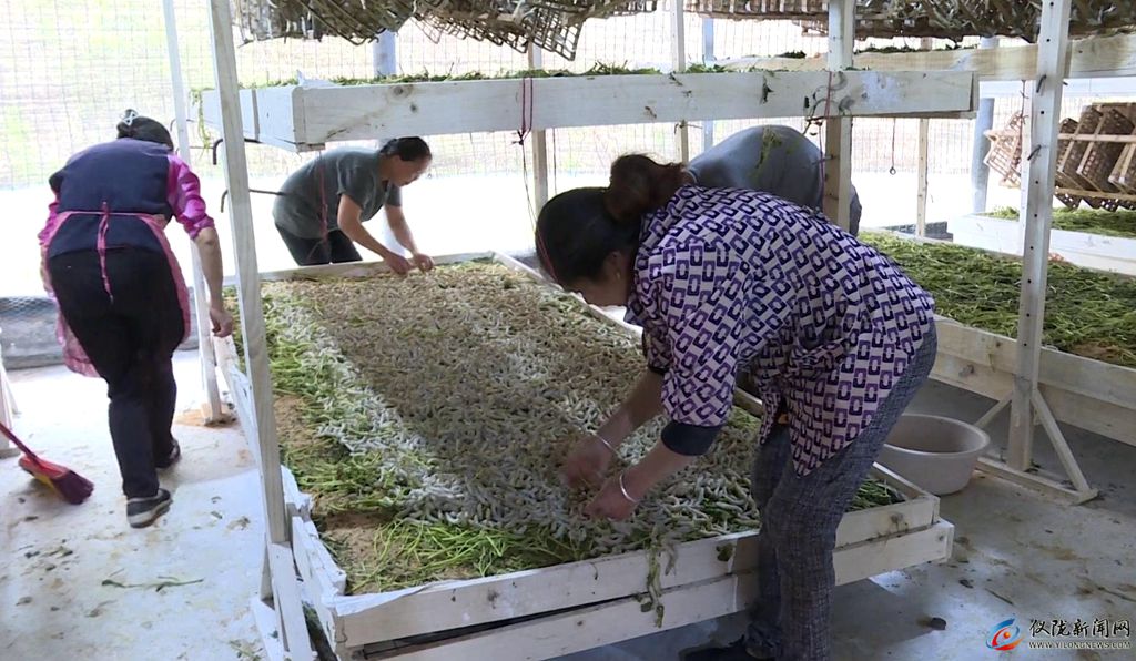 第一批蚕几月出,第一批春蚕茧