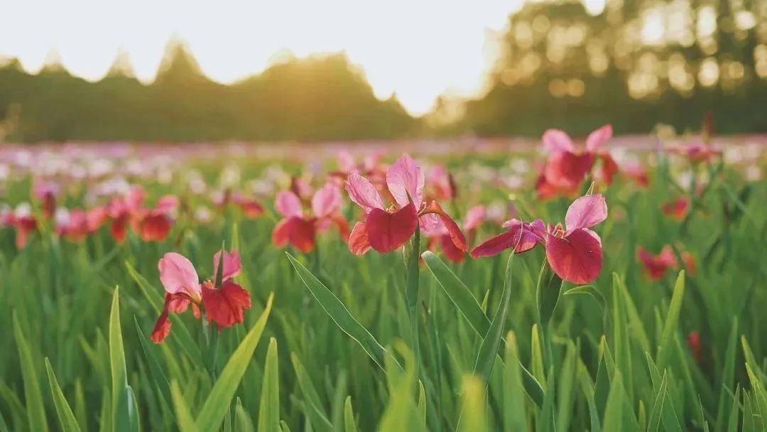不同品种的鸢尾花怎么区分,鸢尾花品种及图片大全欣赏