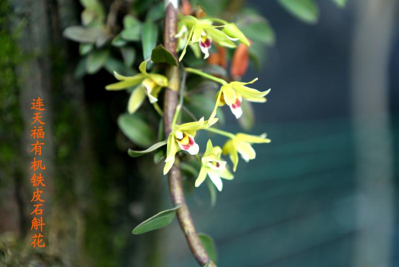 山海人家·共同富裕的故事丨连城“伟”业,石斛优育,冠豸山下致富忙