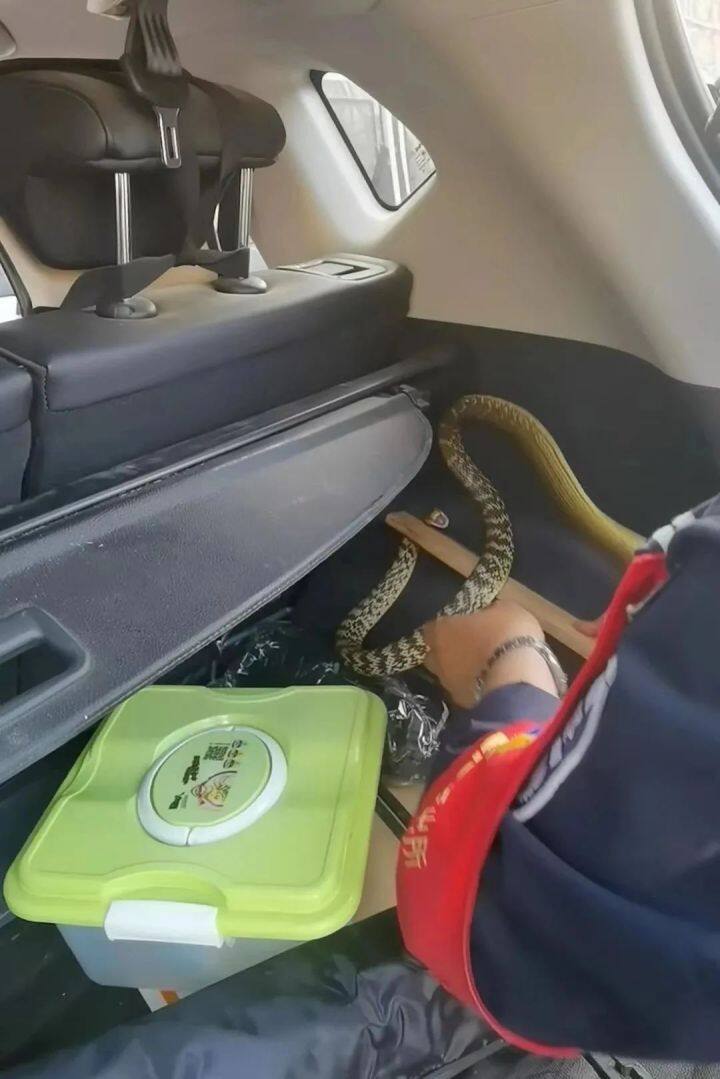 吓人视频突然出现一条蛇,车里突然发现一条蛇