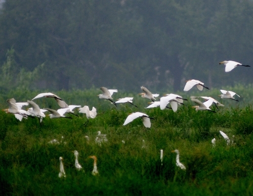 泰州保护长江水,泰州碧水蓝天卫士