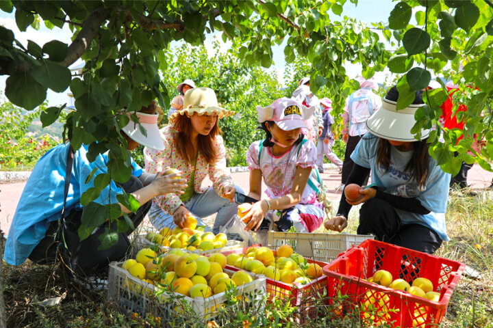 富源黄桃基地,黄桃喜获丰收带动贫困户致富