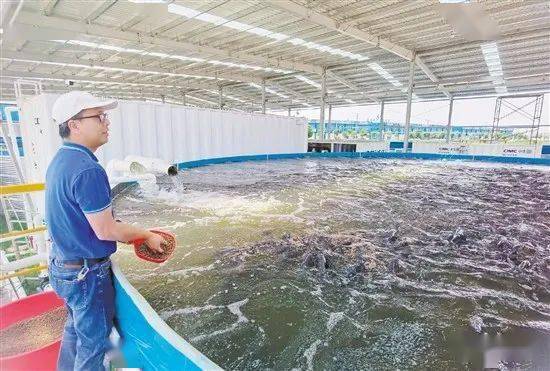 土塘养罗非,这个饲料加工厂的投资成本有多大