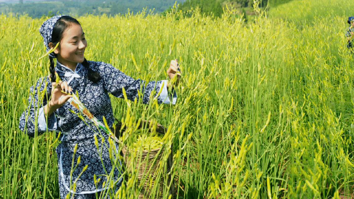 大宏图,大宏图渠县