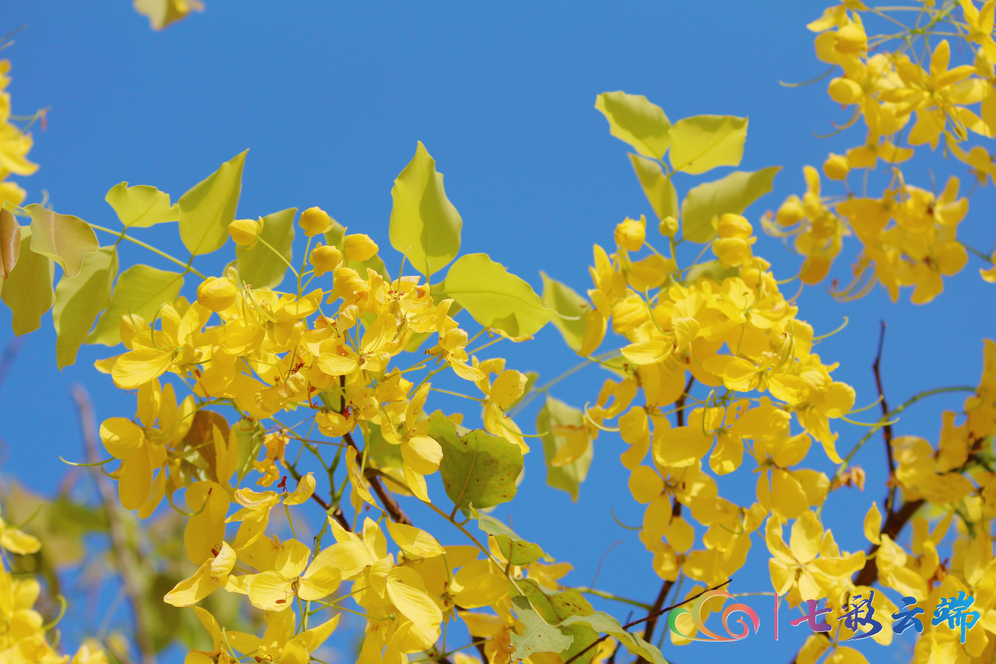 金链花视频,金莲花在街头绚丽绽放