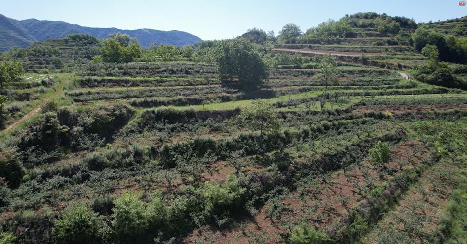 东山镇发展特色产业助贫困户增收,清水县乡村振兴