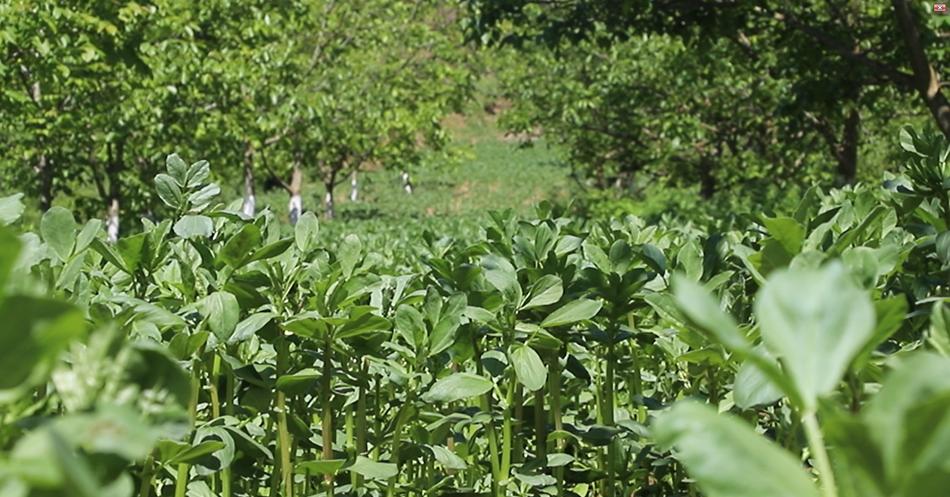 促进乡村特色产业高质量发展,清水县发展产业