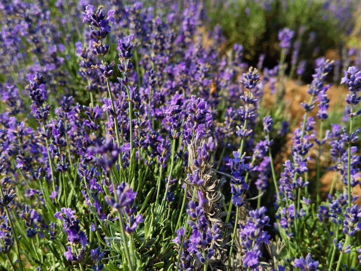 东方普罗旺斯薰衣草,东方普罗旺斯薰衣草庄园