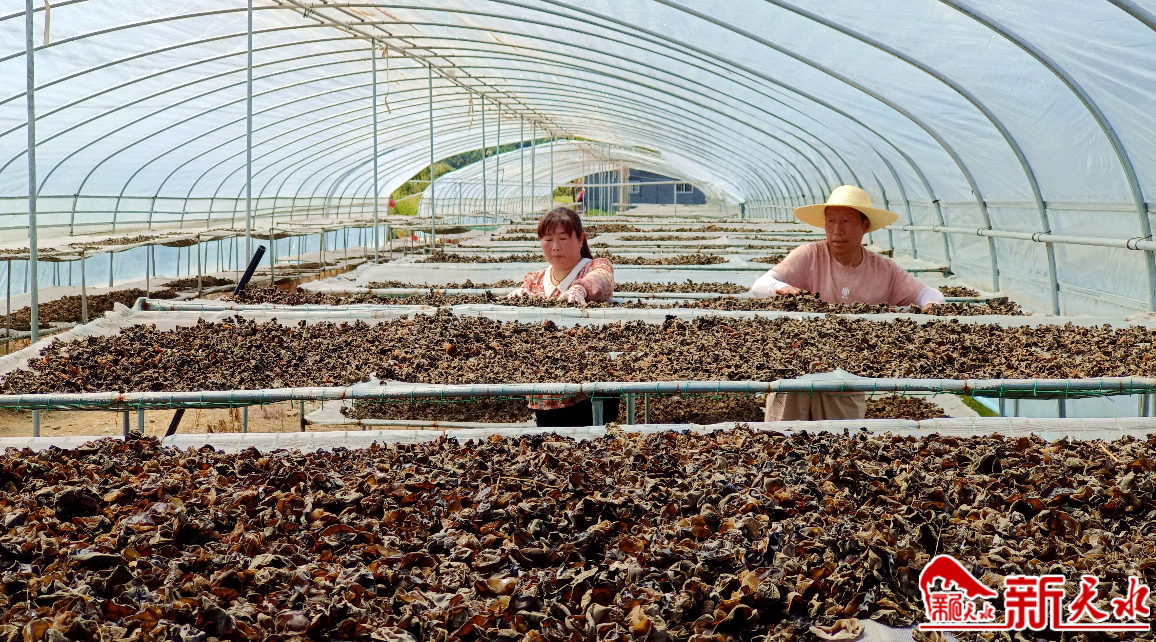 麦积区秦岭村：“黑牡丹”撑起“富民伞”