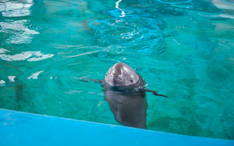 雌性长江江豚,江豚人工繁育全国