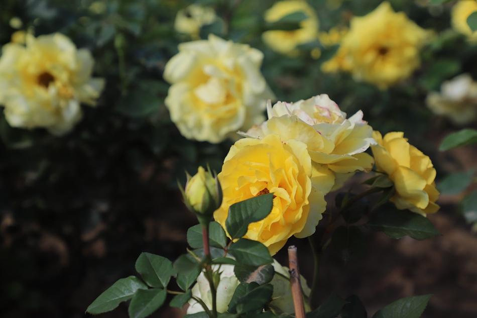 月季花朵竞相绽开迎来阵阵花香,各色月季花盛开阵阵清香沁人心脾