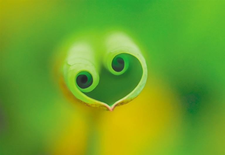 夏日赏荷文言文翻译,夏日赏荷