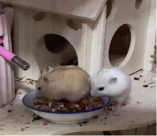 我的动物朋友单元习作优秀范文,我的动物朋友习作范文300字