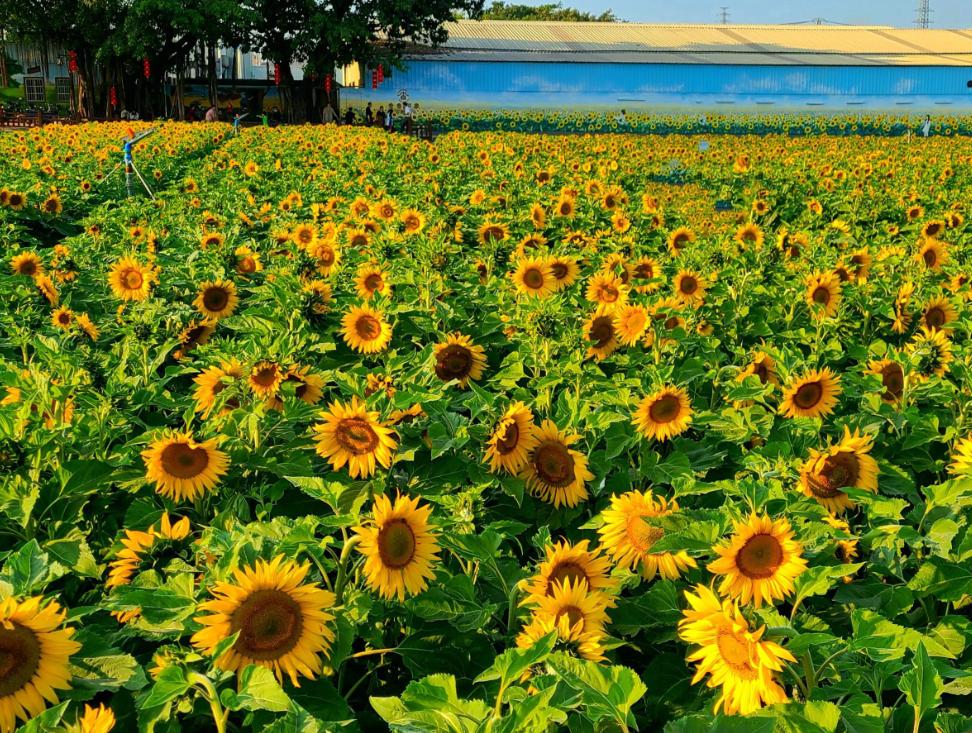 不止“村BA”！东莞10条好看好逛的线路，本地人也爱去