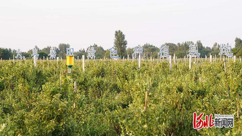 巨鹿县金银花加工基地,巨鹿金银花产业发展规划