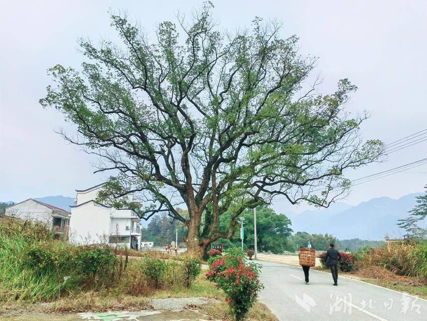 黄梅香樟园旅游区线上预订门票,背靠大树发家致富