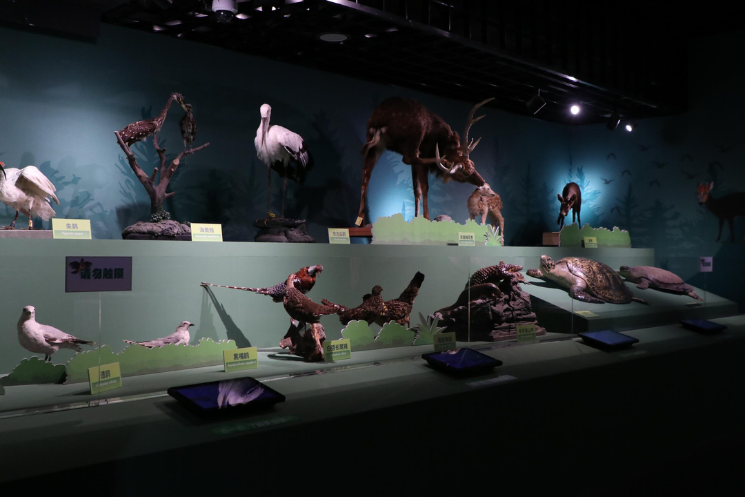 珍稀植物中的大熊猫,被誉为东方宝石的珍稀动物是什么