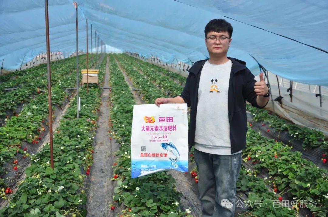 鑺敯鑽夎帗,鑽夎帗鐢ㄨ姯鐢版按婧惰偉鏁堟灉濡備綍