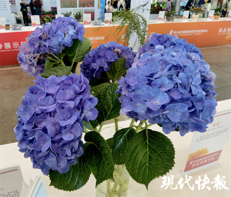 南京迎来最美银杏季,南京最美樱花季即将到来