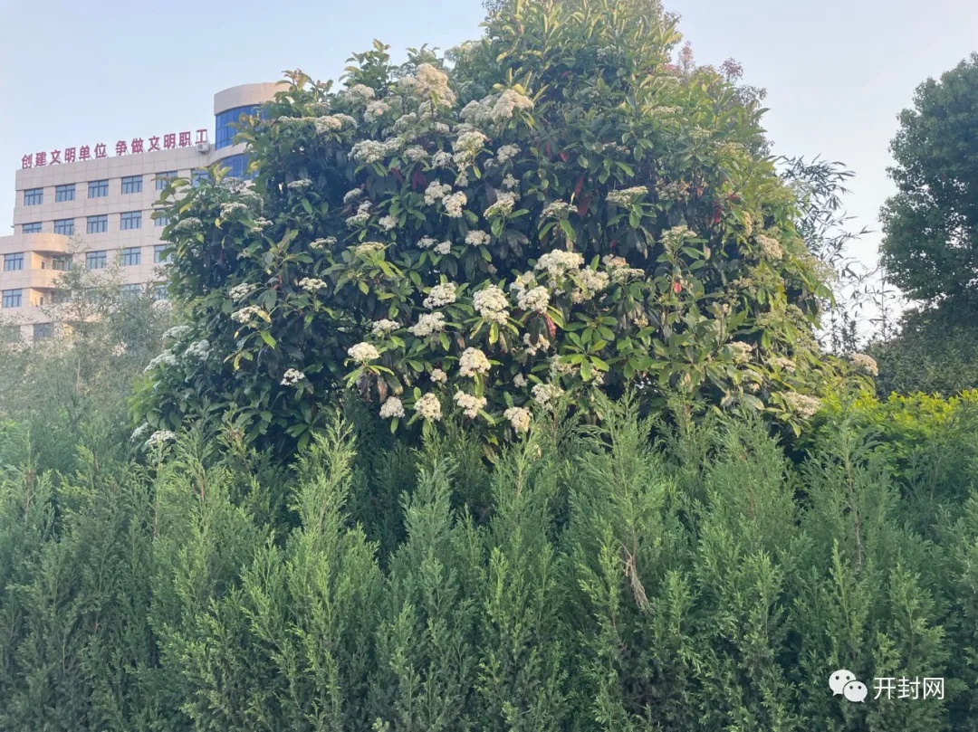 我叫……我向全开封人道歉！