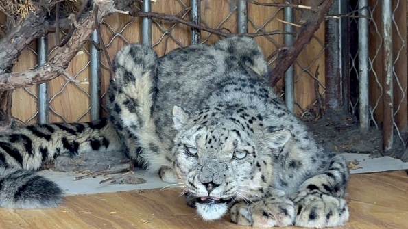 世界雪豹保护日,世界雪豹分布的国家数量