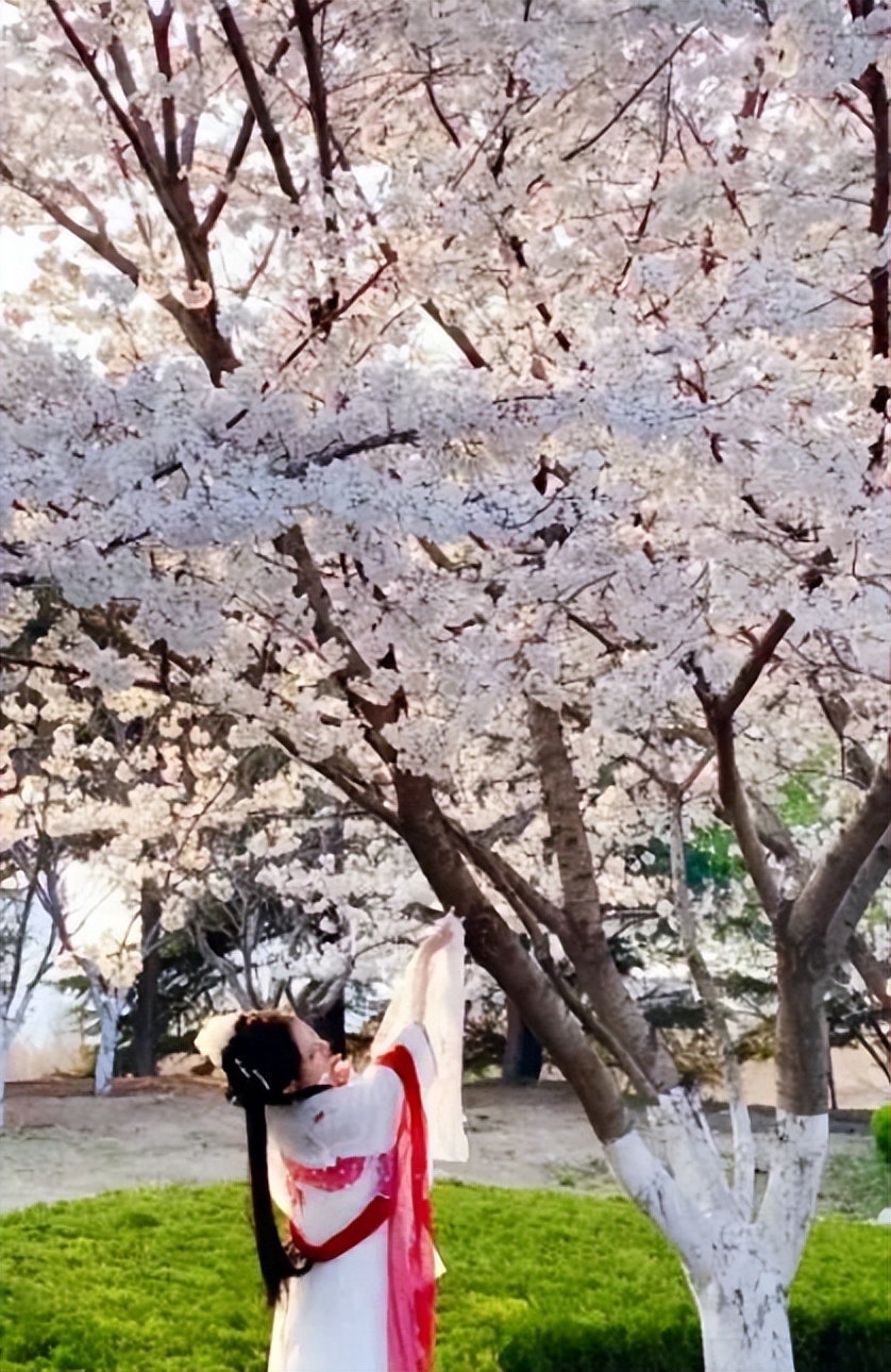 潍坊哪里的樱花最好,潍坊樱花大道在哪里