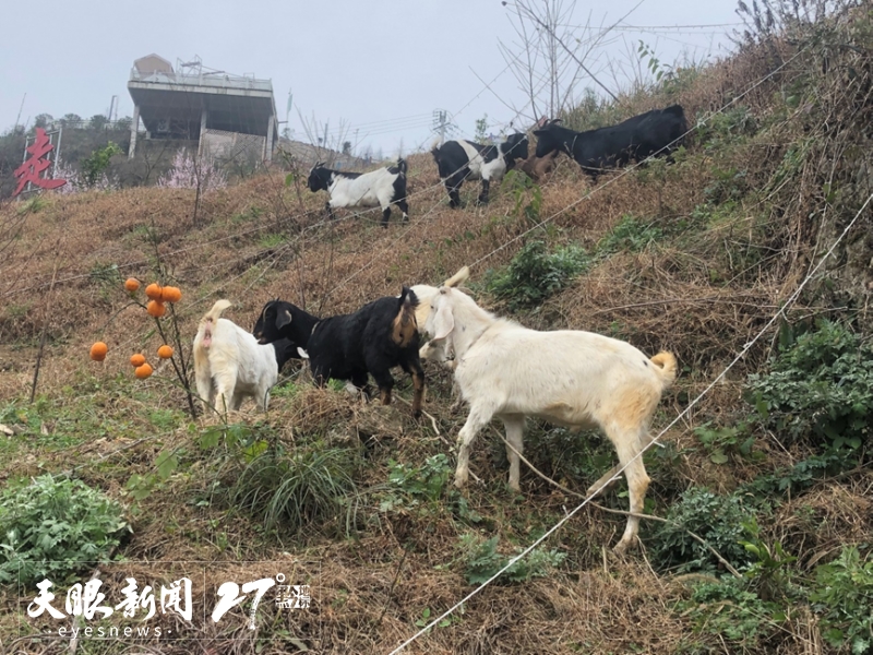 从农家乐到精品民宿,从农家乐到乡村旅游综合体