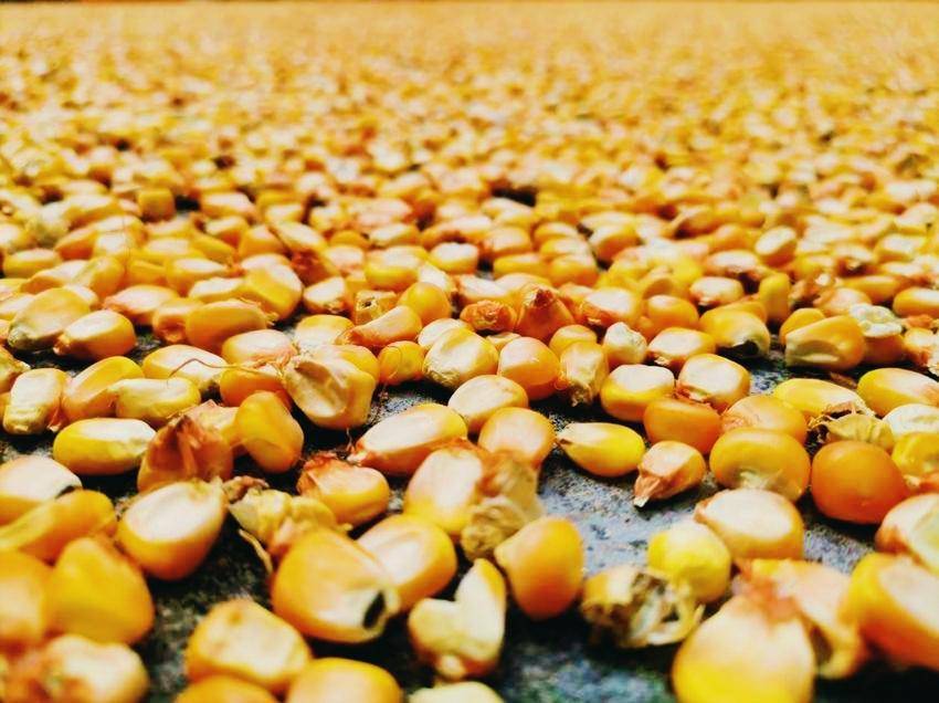 楣ゅ嘲浜戞贰椋庢竻,楣ゅ嘲绉嬪ぉ