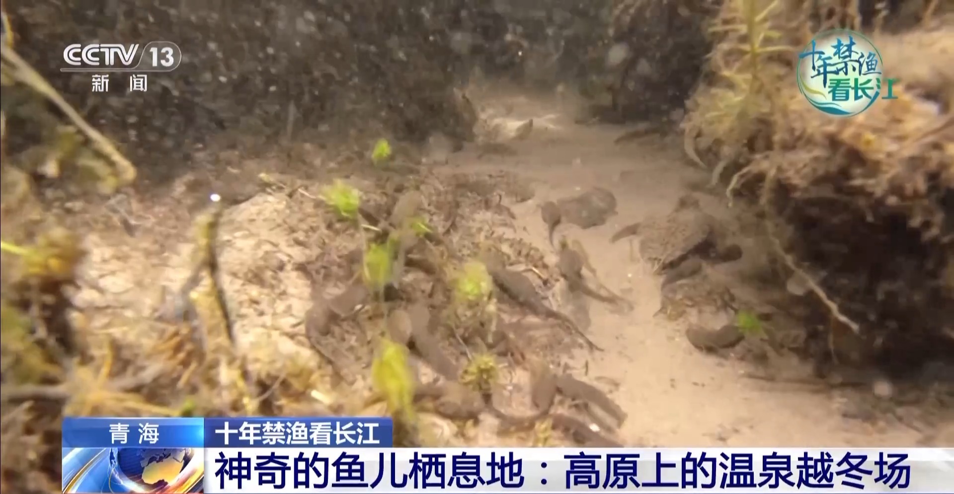 长江禁渔鱼类数据变化,长江禁渔三年多鱼儿们过得怎么样