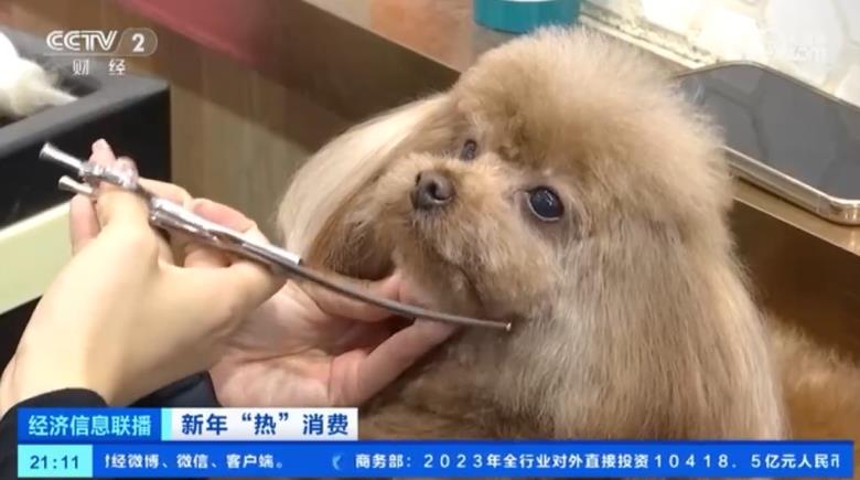 宠物寄养所的条件简直太奢华了,春节前宠物寄养火热一床难求