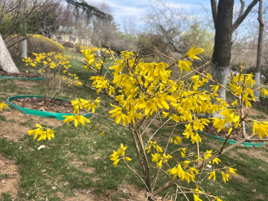 人文青岛特别策划|人间四月天，芳菲山海间——春花漫天遍野，追溯青岛花海背后的人文气息和吸引力法则