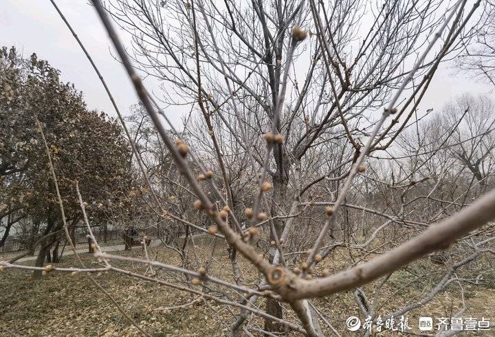 千佛山腊梅园的腊梅开了,千头菊冻死了