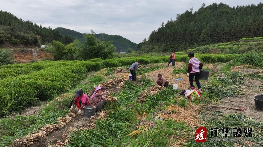 江华码市镇黄石村：闲置地种上小黄姜产业增产又增收