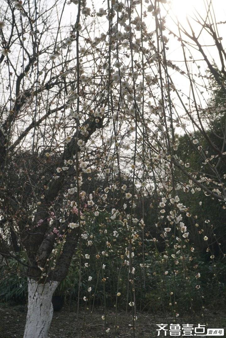 冬日梅园暗香浮动,梅园暗香的抖音