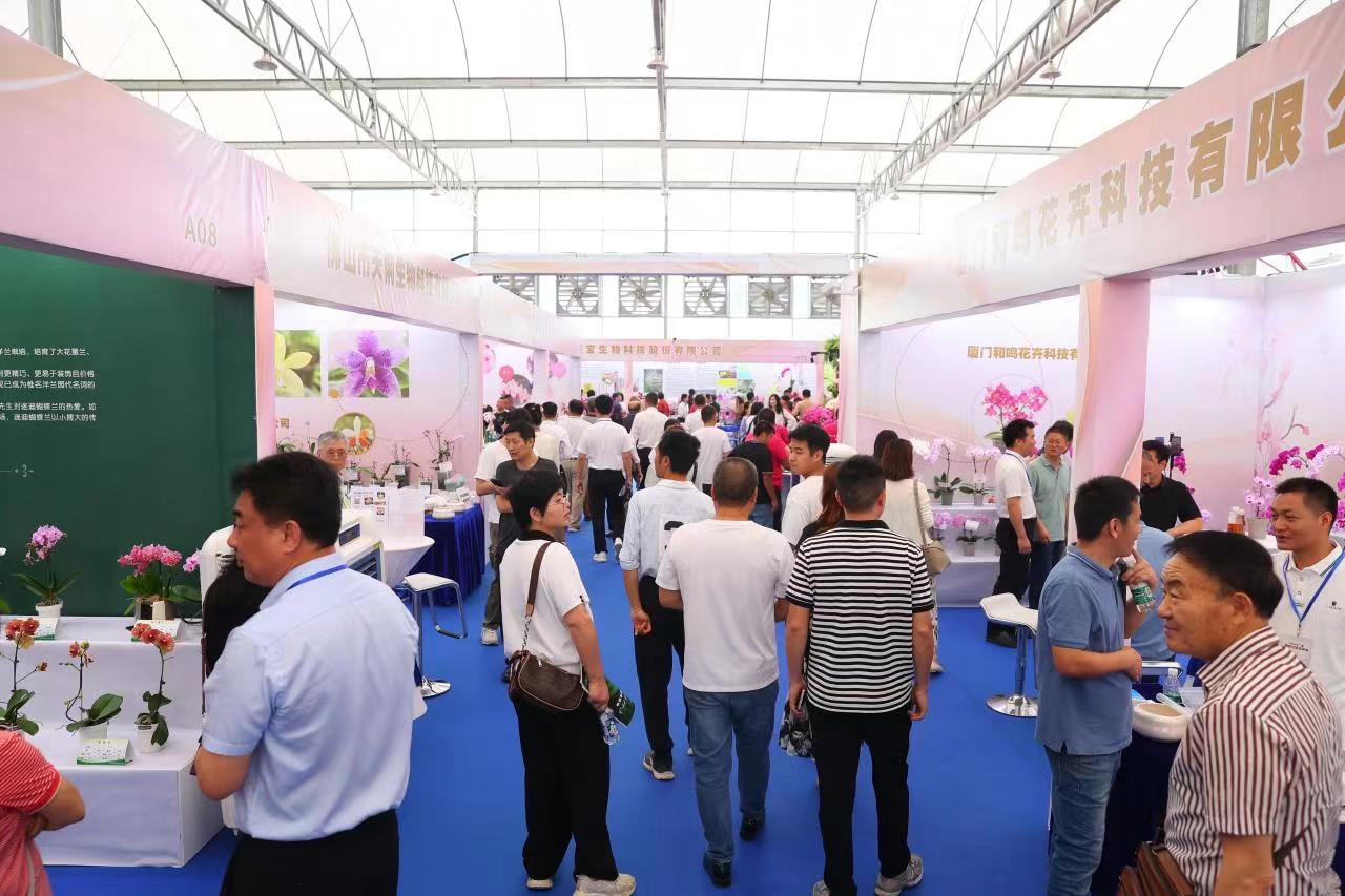蝴蝶兰佛山展览,2024广州蝴蝶兰新品种展览会大吗