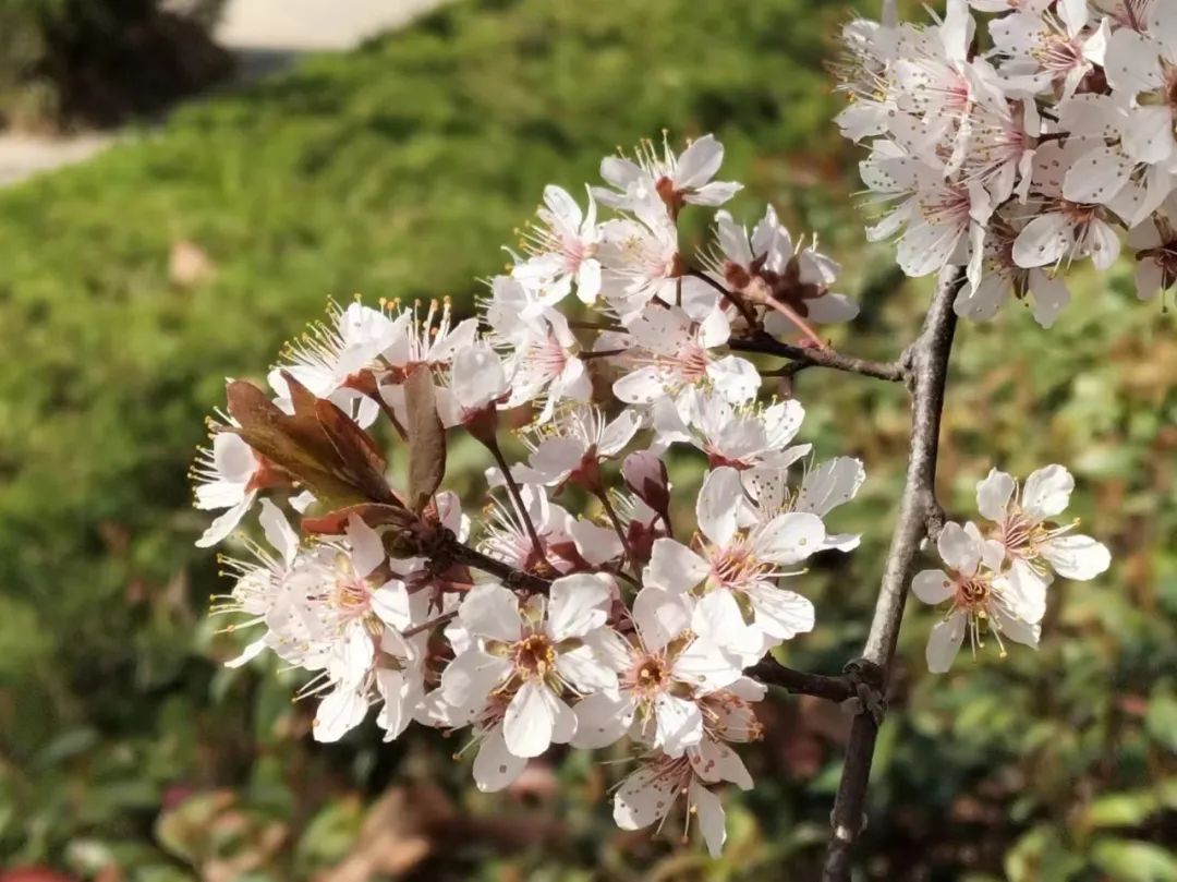 潍坊哪里的樱花最好,潍坊樱花大道在哪里