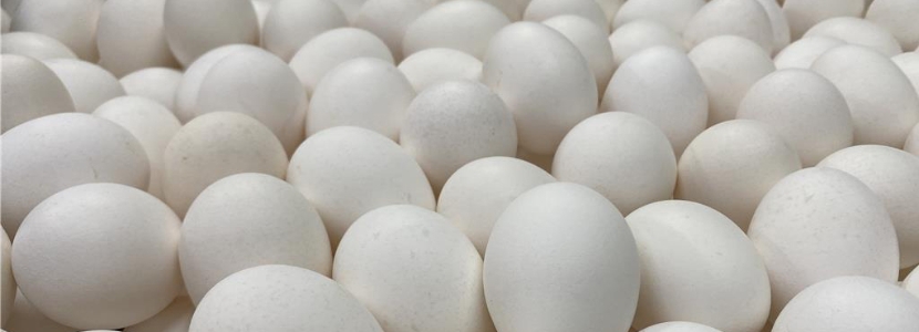 台湾蛋荒事件,台湾蛋蛋危机